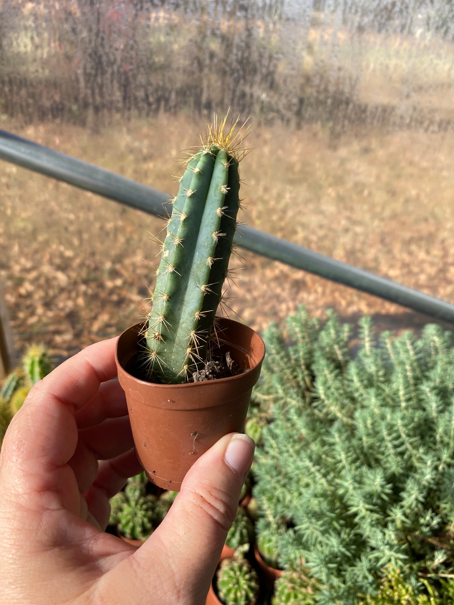 Cactus San Pedro Echinopsis Pachanoi 2" Pot Live Plant