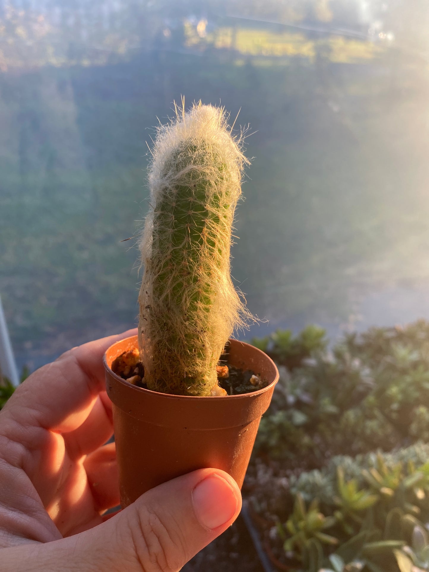 Cactus Silver Wooly Torch Cleistocactus Strausii 2" pot Live Plant