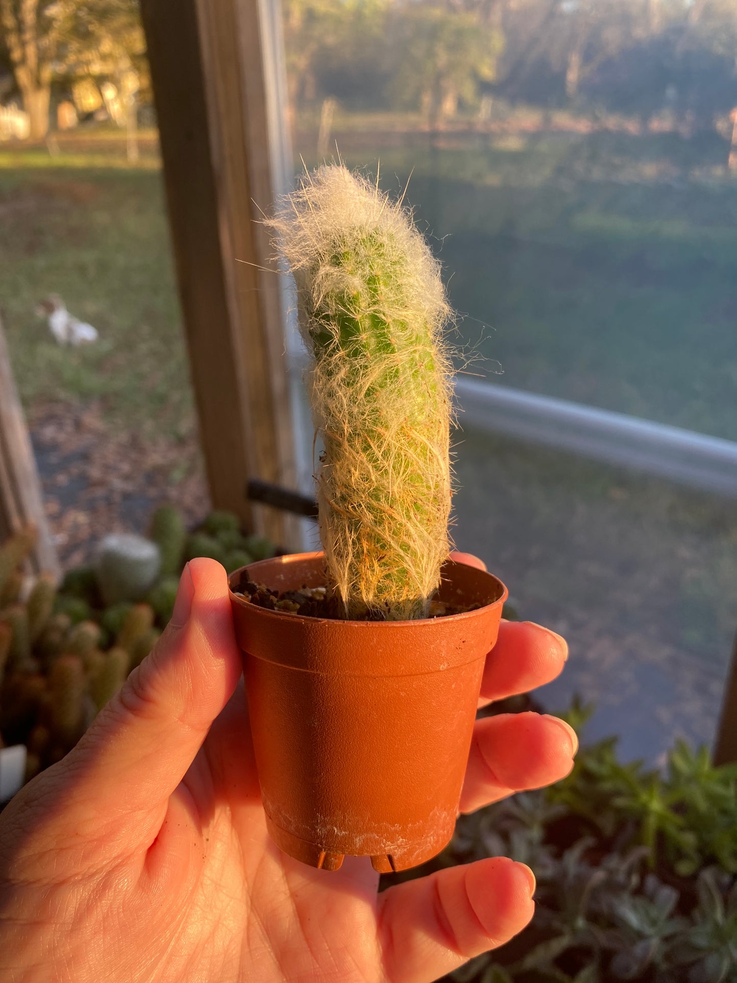 Cactus Silver Wooly Torch Cleistocactus Strausii 2" pot Live Plant