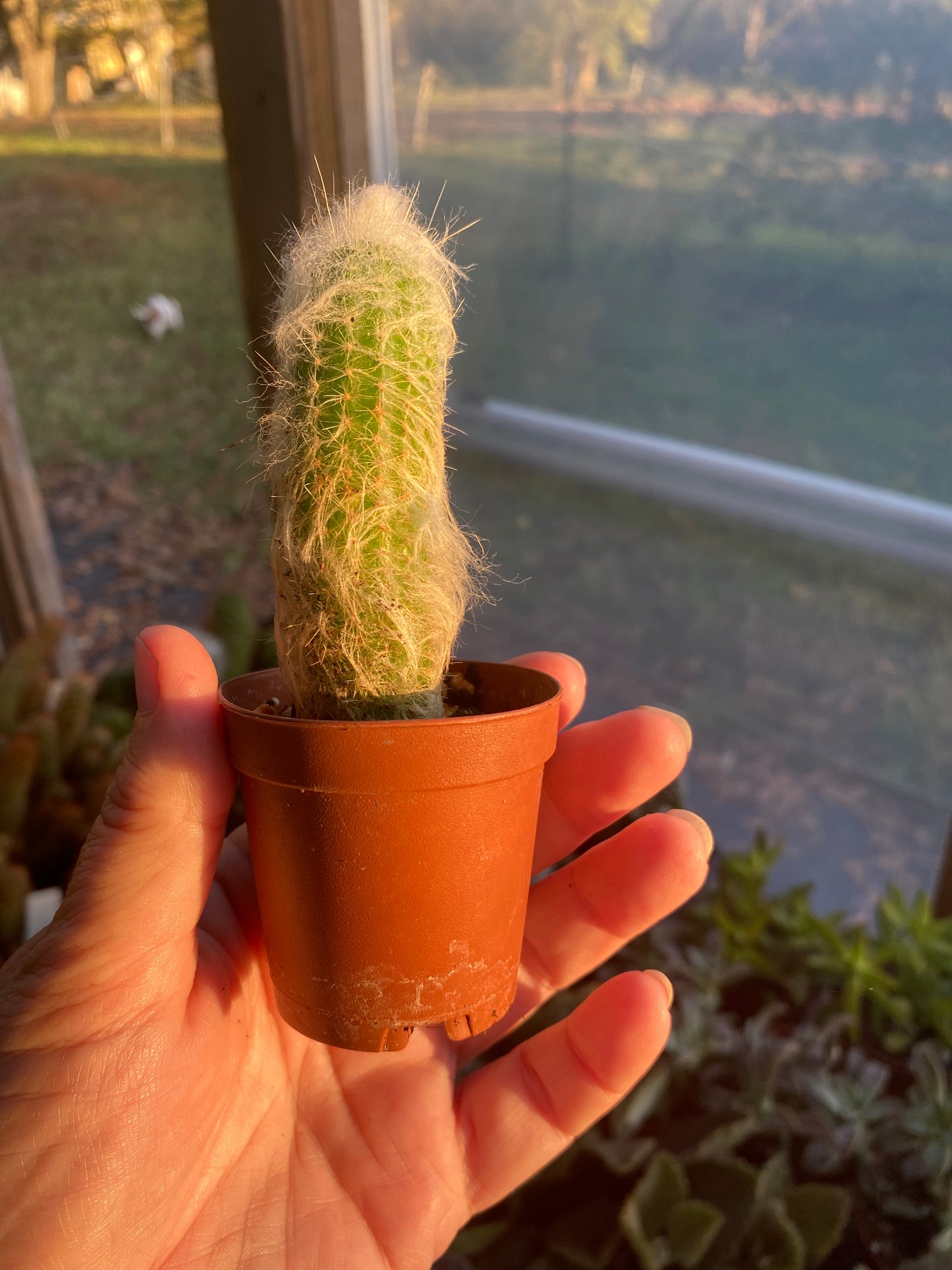 Cactus Silver Wooly Torch Cleistocactus Strausii 2" pot Live Plant