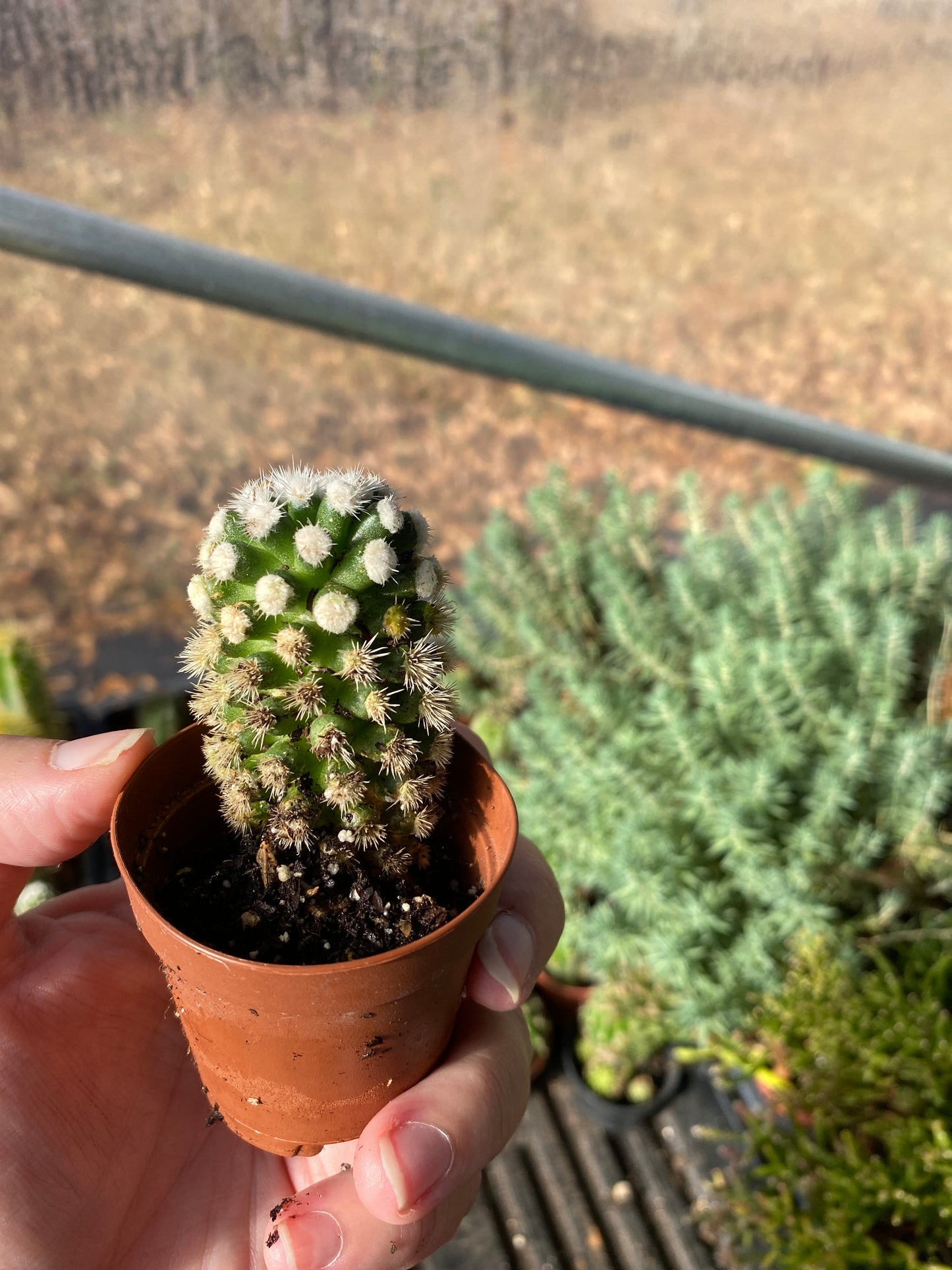 Cactus Arizona Snowcap Mammillaria Vetula Gracilis 2" Pot Live Plant