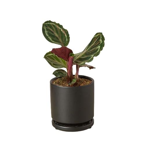 Calathea Roseopicta 'Medallion' Peacock Plant Live Plant