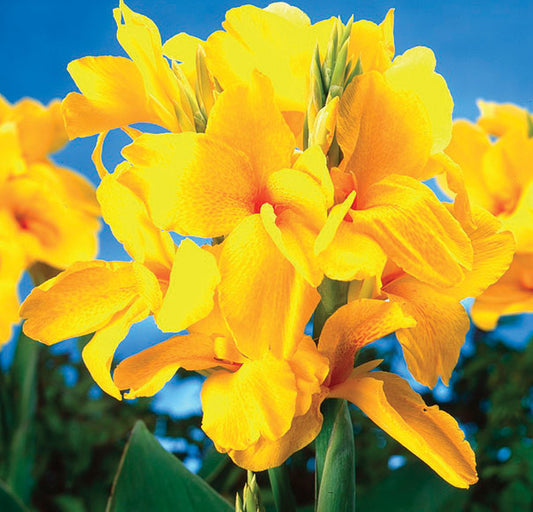 Canna Lily Dwarf King City Gold One Rhizome Per Order