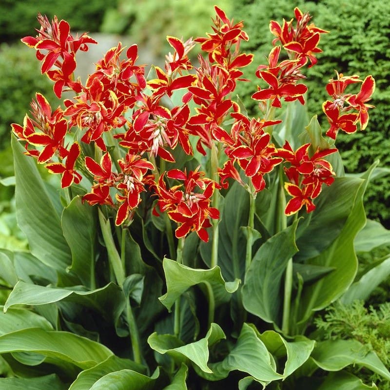 Canna Lily Dwarf Variety Lucifer Red 32-35" tall 1 rhizome plant