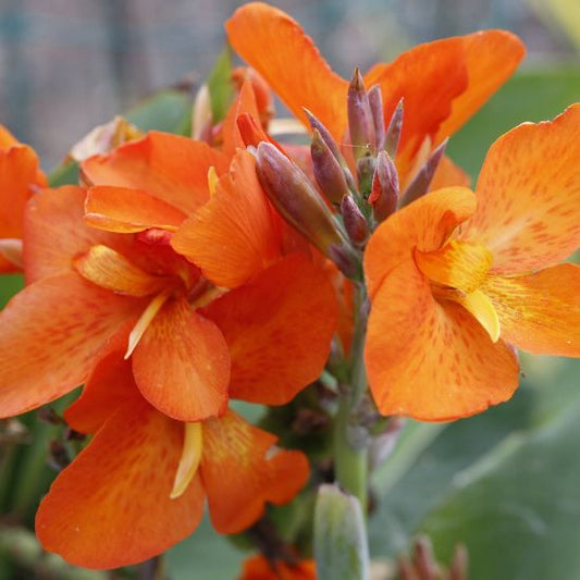 Canna Lily Orange Beauty Peach Flower Tall Variety 1 Rhizome