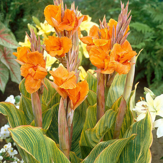 Canna Lily Tall Pretoria Orange Flower Variegated Leaf 1 Rhizome