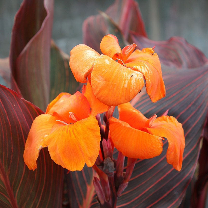 Canna Lily Wyoming Tall Variety Orange Flower Purple Leaves 1 Rhizome