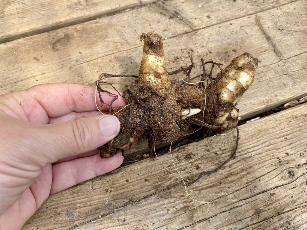 Canna Lily Pink and Roses Dwarf One #1 Size Rhizome Bulbs