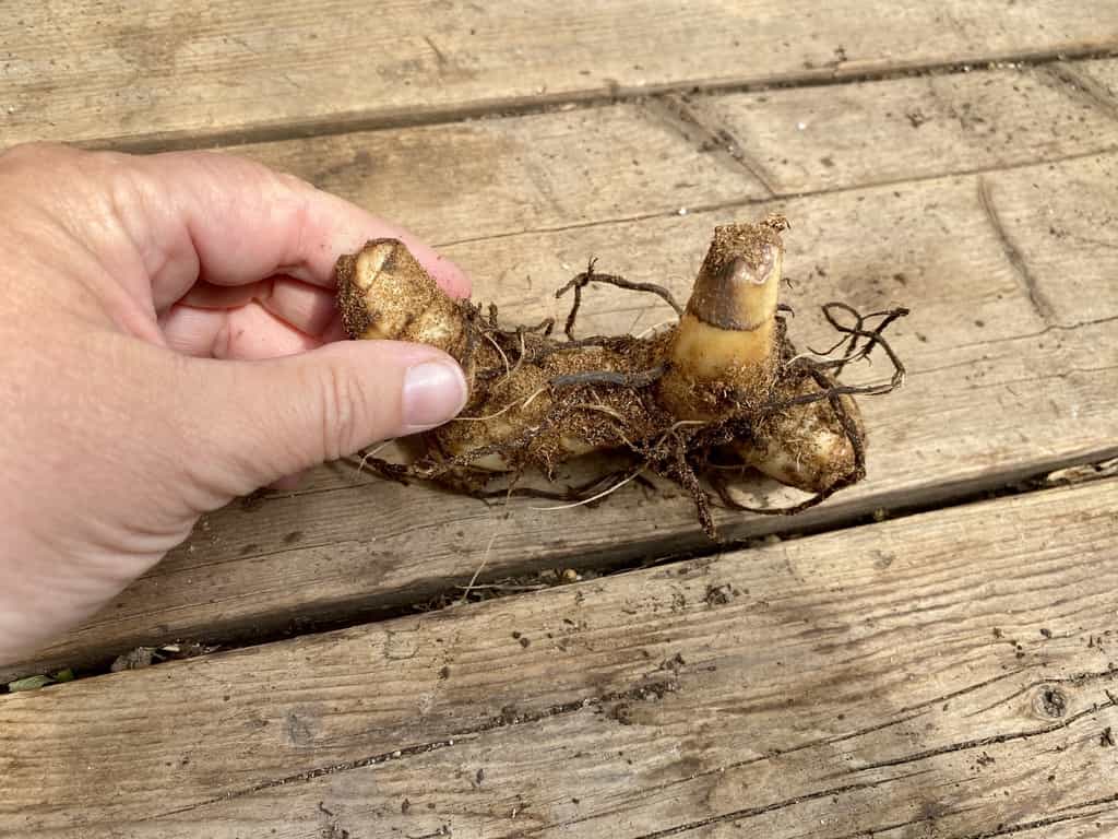 Canna Lily Angelique Dwarf #1 Size Rhizomes Bulbs