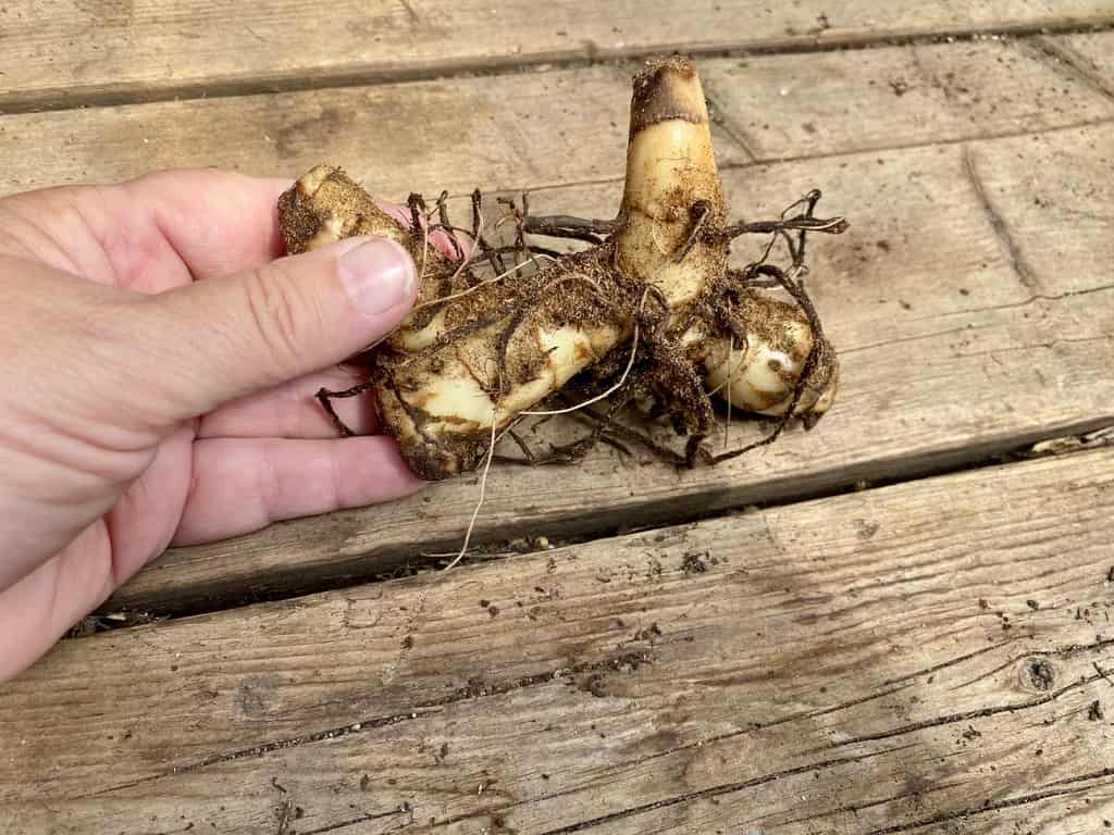 Canna Lily Pink and Roses Dwarf One #1 Size Rhizome Bulbs