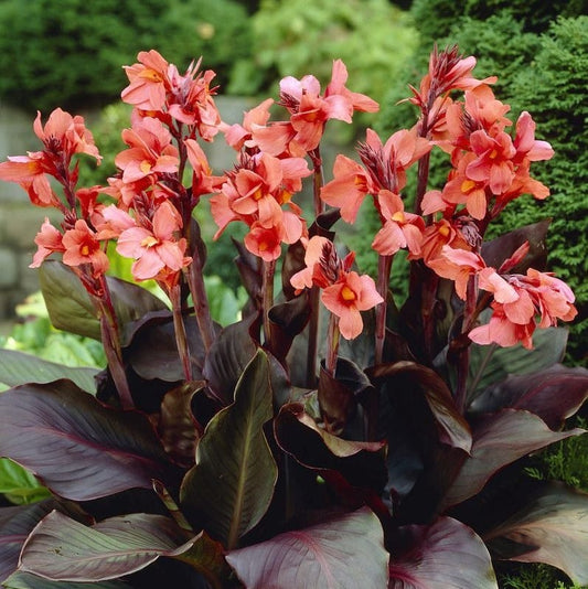 Canna Lily Angelique Dwarf #1 Size Rhizomes Bulbs