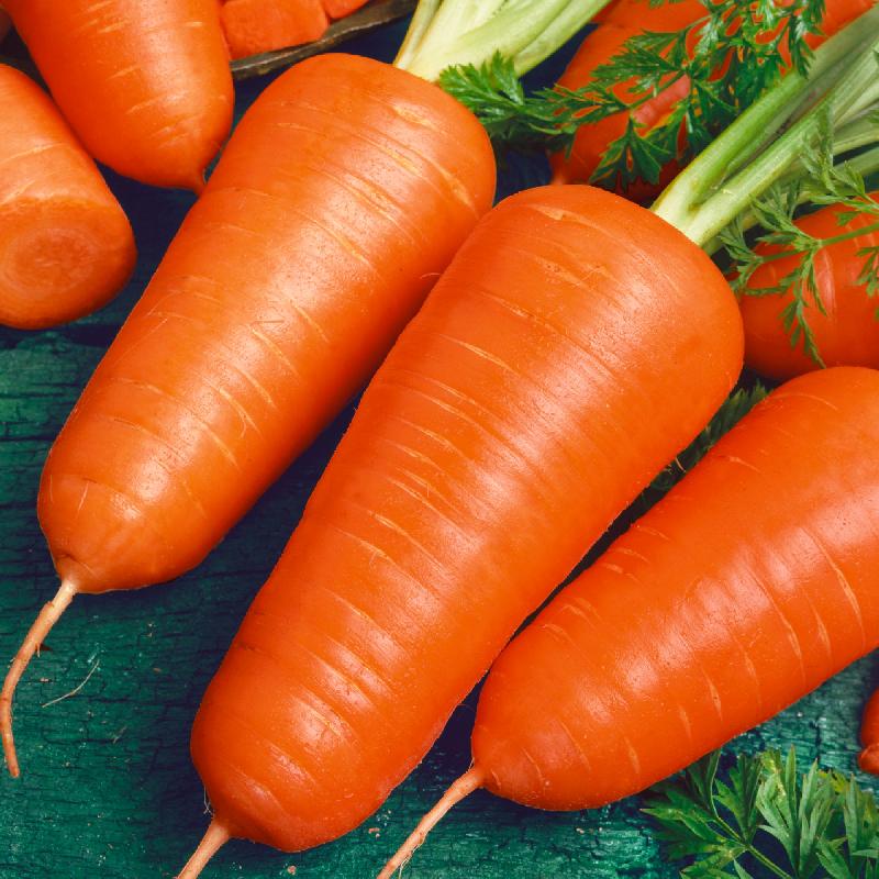 Carrots Chantenay Red Cored Open Pollinated Heirloom 150 Seeds