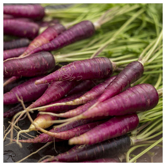 Carrots Cosmic Purple Open Pollinated Heirloom 150 Seeds