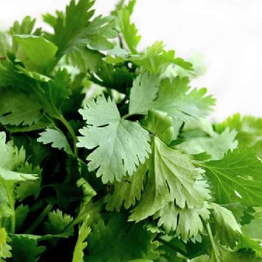 Herb Cilantro Santo One Well Rooted Starter Plant