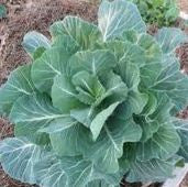 Collards Morris Heading Open Pollinated Heirloom 100 Seeds