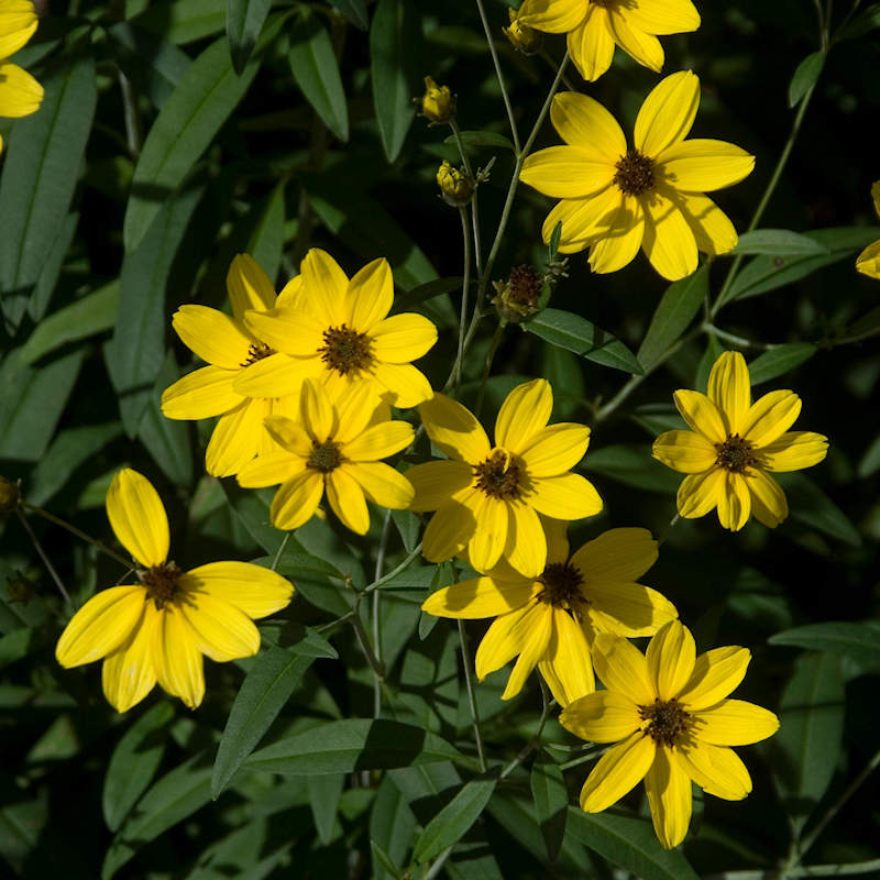 Seeds Coreopsis Tall Open Pollinated Heirloom 100 Seeds Per Pack