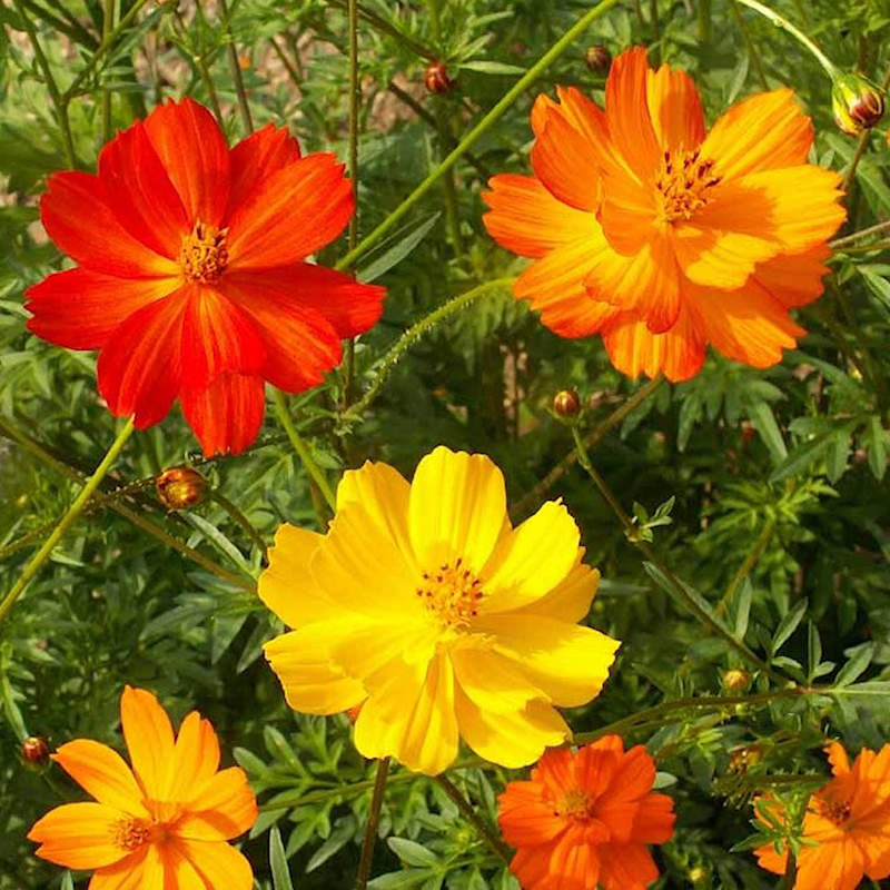 Seeds Cosmos Bright Lights Mix Open Pollinated 100 Heirloom Seeds Per Pack