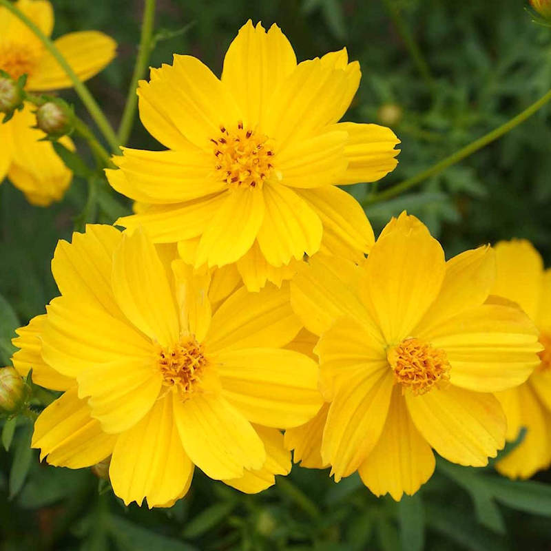 Cosmos Dwarf Gold Sulphur Open Pollinated Heirloom 100 Seeds