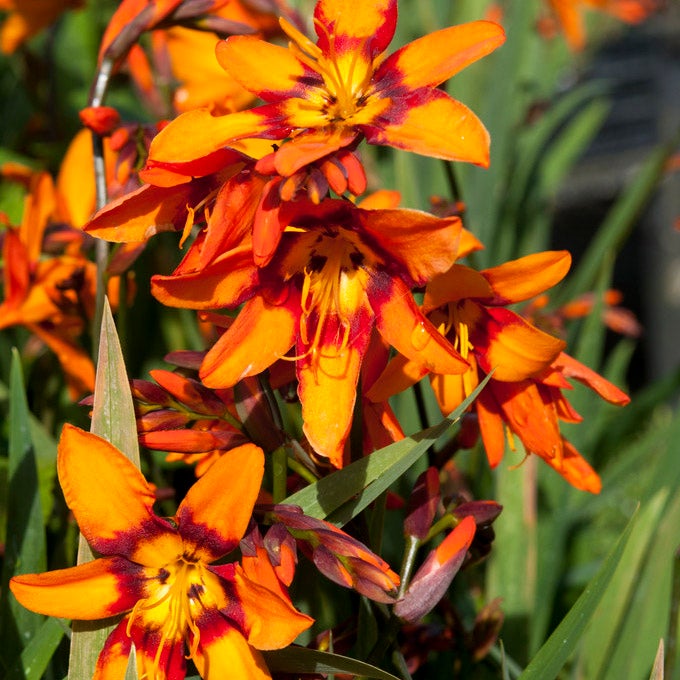 Crocosmia Emily McKenzie Montbretia Orange Red 5 bulbs per order