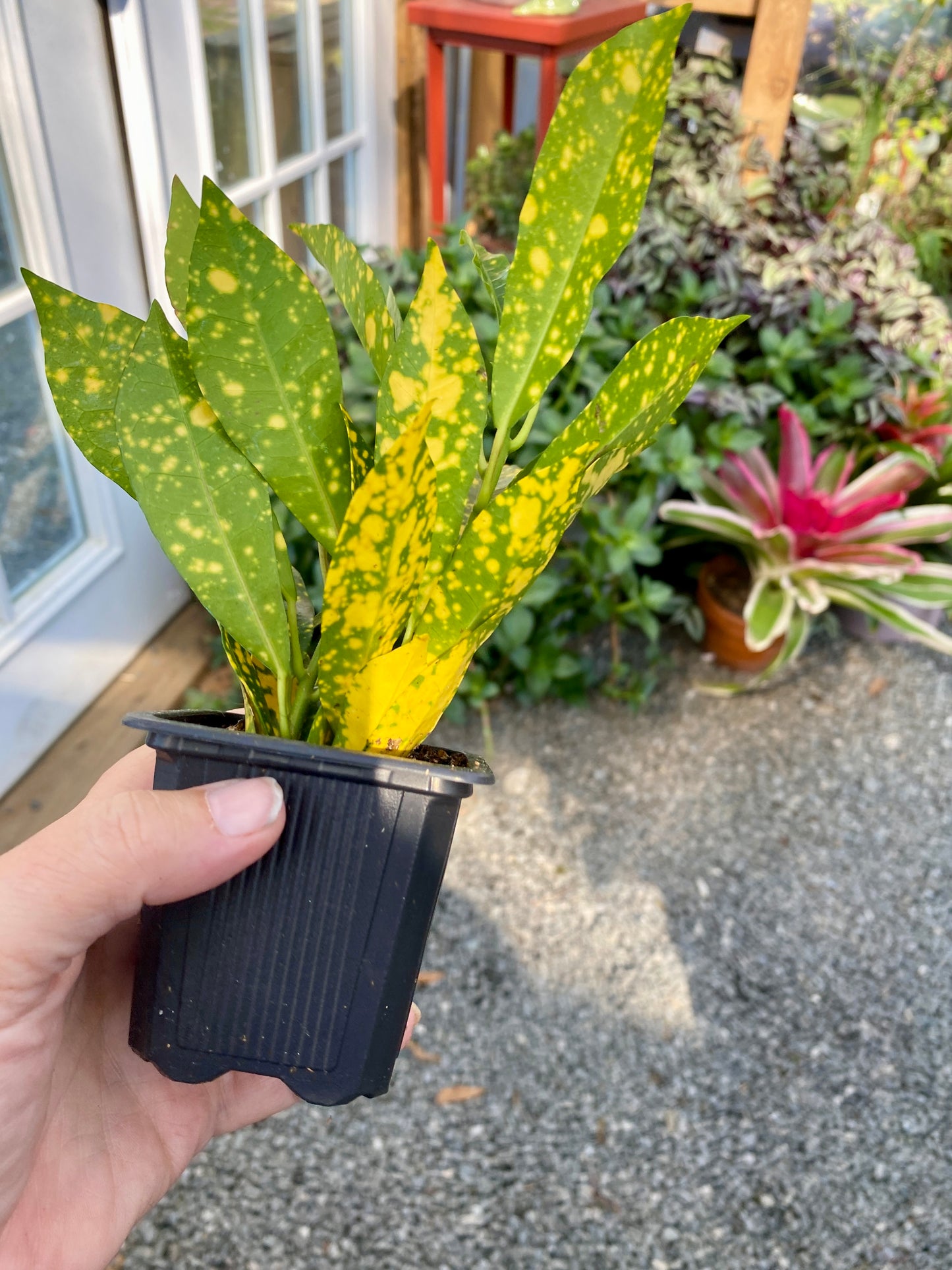 Croton Gold Dust 4" Pot Live Plant
