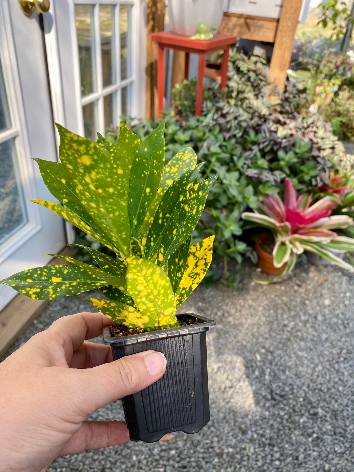 Croton Gold Dust 4" Pot Live Plant