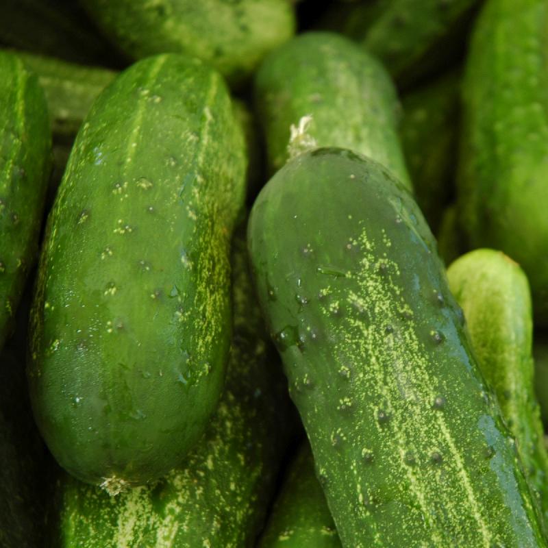 Seeds Cucumber Carolina Hybrid Heirloom Open Pollinated 30 Seeds