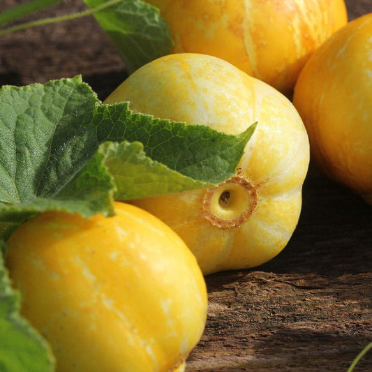 Cucumber Lemon Open Pollinated Heirloom 30 Seeds