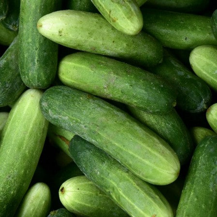 Cucumber Marketmore 76 Open Pollinated Heirloom 30 Seeds