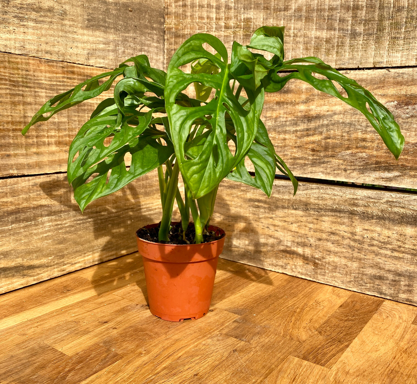 Monstera Adansonii or Swiss Cheese Wide Leaf 4" Pot Live Plant