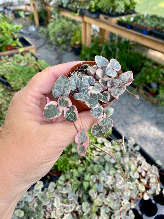 String of Heart Variegated Ceropegia Woodii Succulent 2" Pot Live Plant