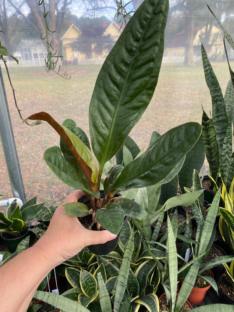 Anthurium Superbum 2.5 Inch Tall Pot Live Starter Plant