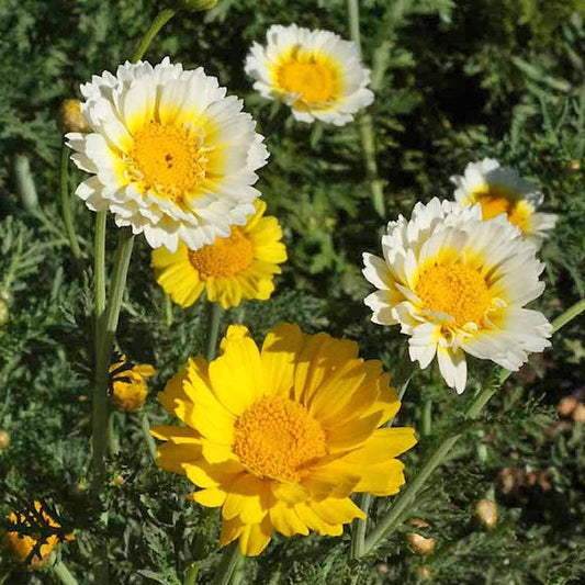 Daisy Garland Open Pollinated Heirloom 100 Seeds