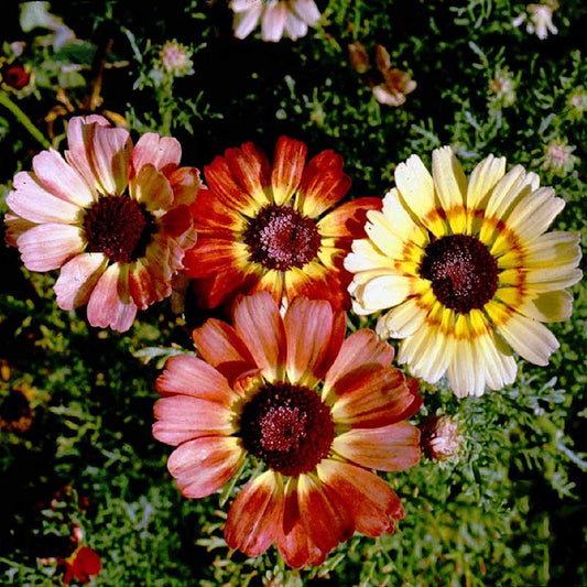 Daisy Painted Seeds Open Pollinated Heirloom 100 Seeds