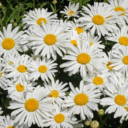 Seeds Daisy Shasta Silver Princess Open Pollinated Heirloom 100 Seeds Per Pack