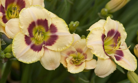 Daylily Custard Candy Hemerocallis rebloomer One Size #1 Division