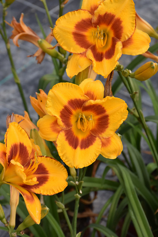 Daylily Fooled Me Hemerocallis rebloomer One Size #1 Division