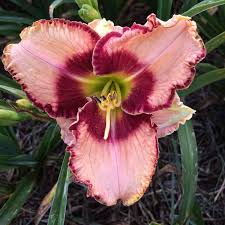 Daylily Lies and Lipstick Hemerocallis rebloomer One Size #1 Division