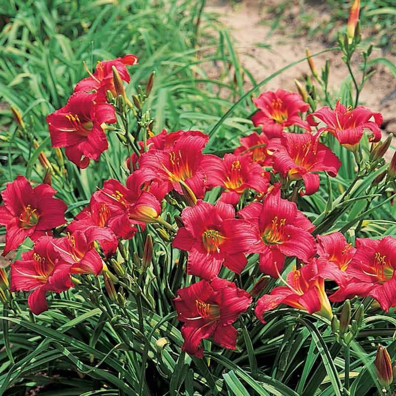 Daylily Little Business Hemerocallis rebloomer One #1 Division