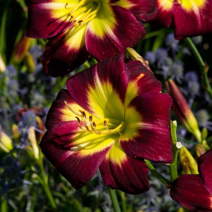 Daylily Night Beacon Hemerocallis rebloomer One #1 Division