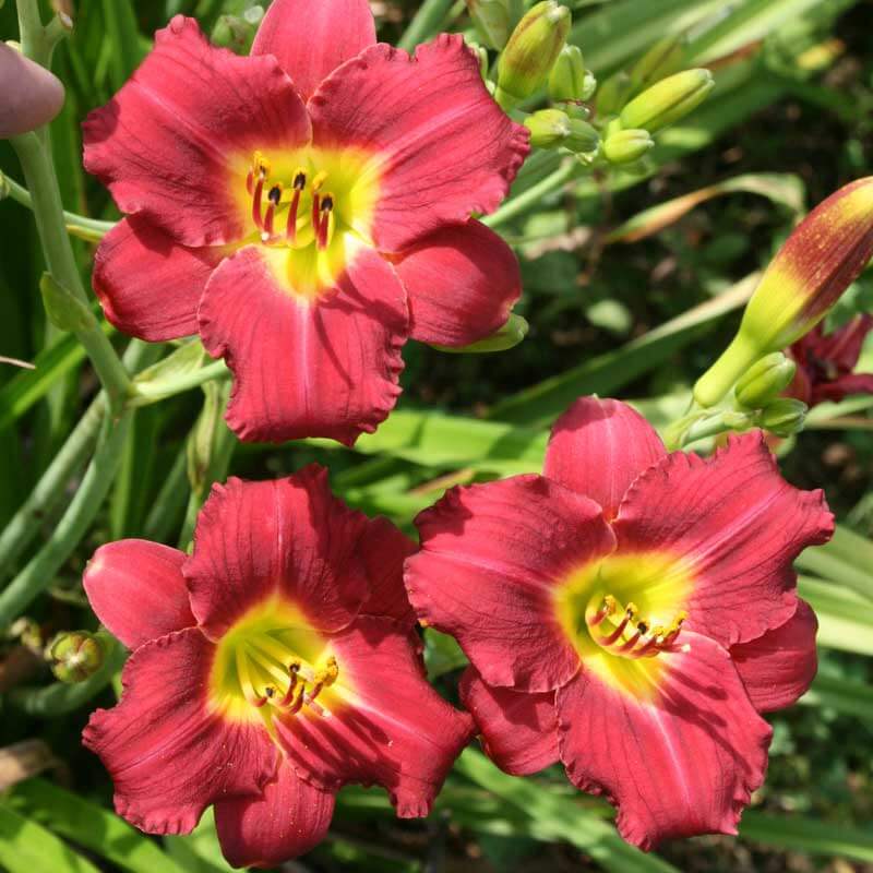 Daylily Pardon Me Hemerocallis rebloomer One #1 Division