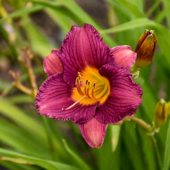 Daylily Purple d'Oro Hemerocallis rebloomer One #1 Division