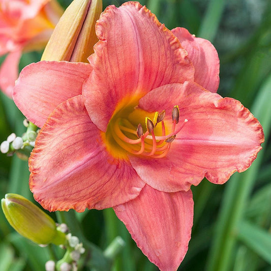 Daylily South Seas Hemerocallis rebloomer One #1 Division