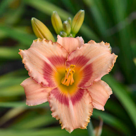 Daylily Strawberry Candy Hemerocallis rebloomer One #1 Division