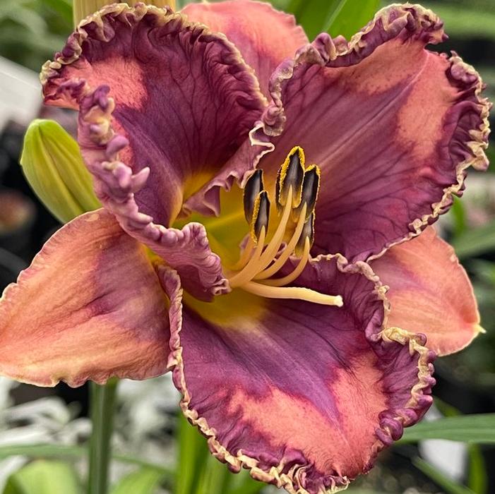 Daylily You've Got Soul Hemerocallis rebloomer One #1 Division