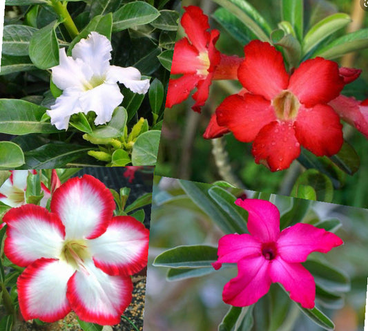 Desert Rose Mystery Color Andenium 2.5” Tall Pot Random Color