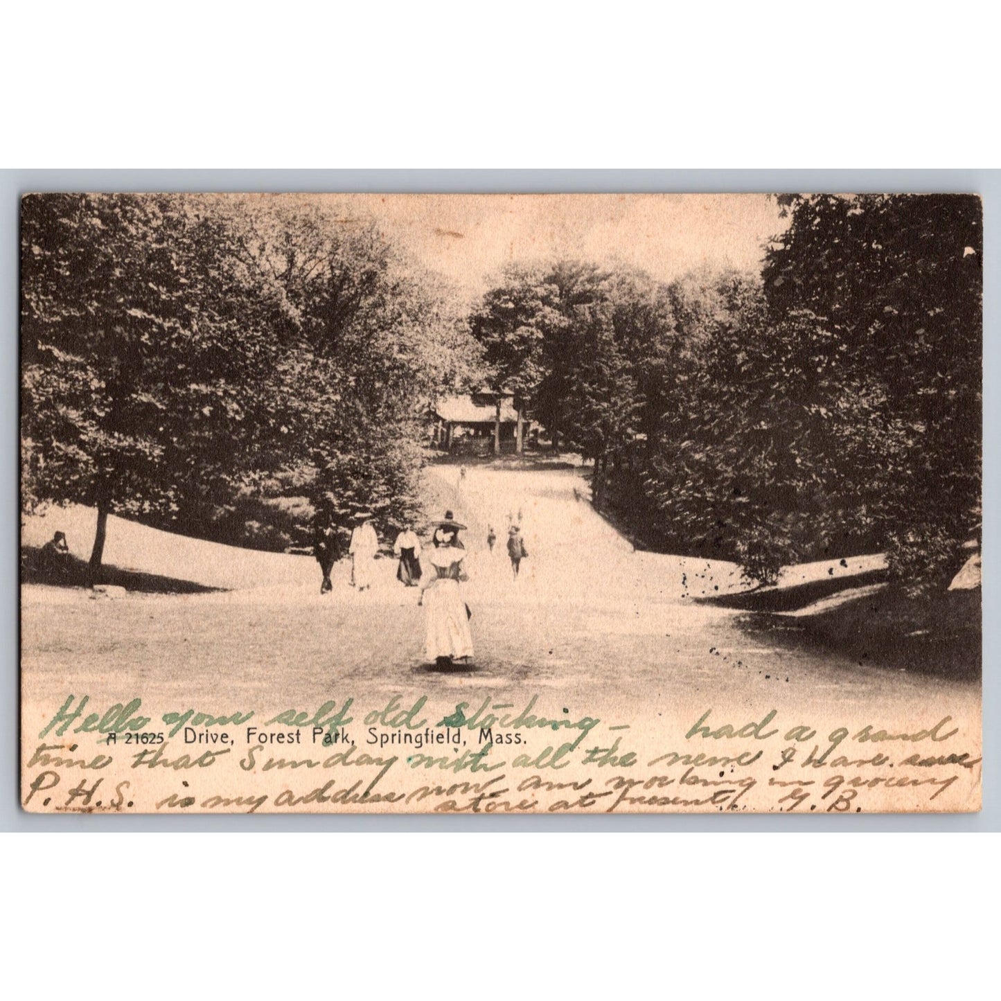 Springfield MA Massachusetts Forest Park 1906 Undivided Back Postcard Used