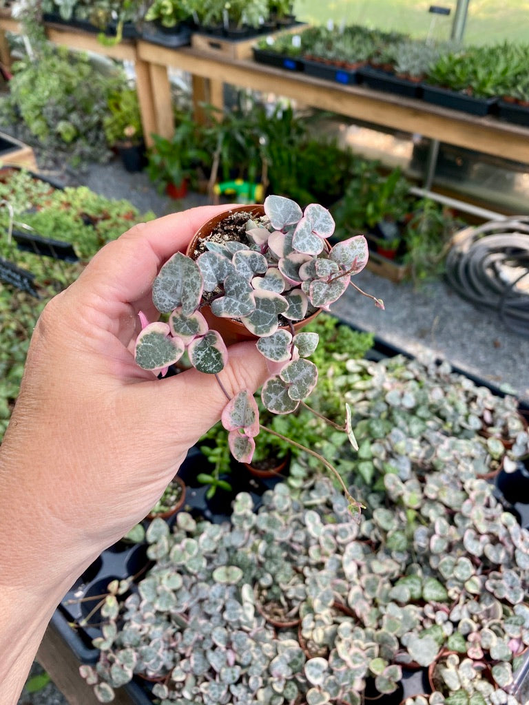 String of Heart Variegated Ceropegia Woodii Succulent 2" Pot Live Plant