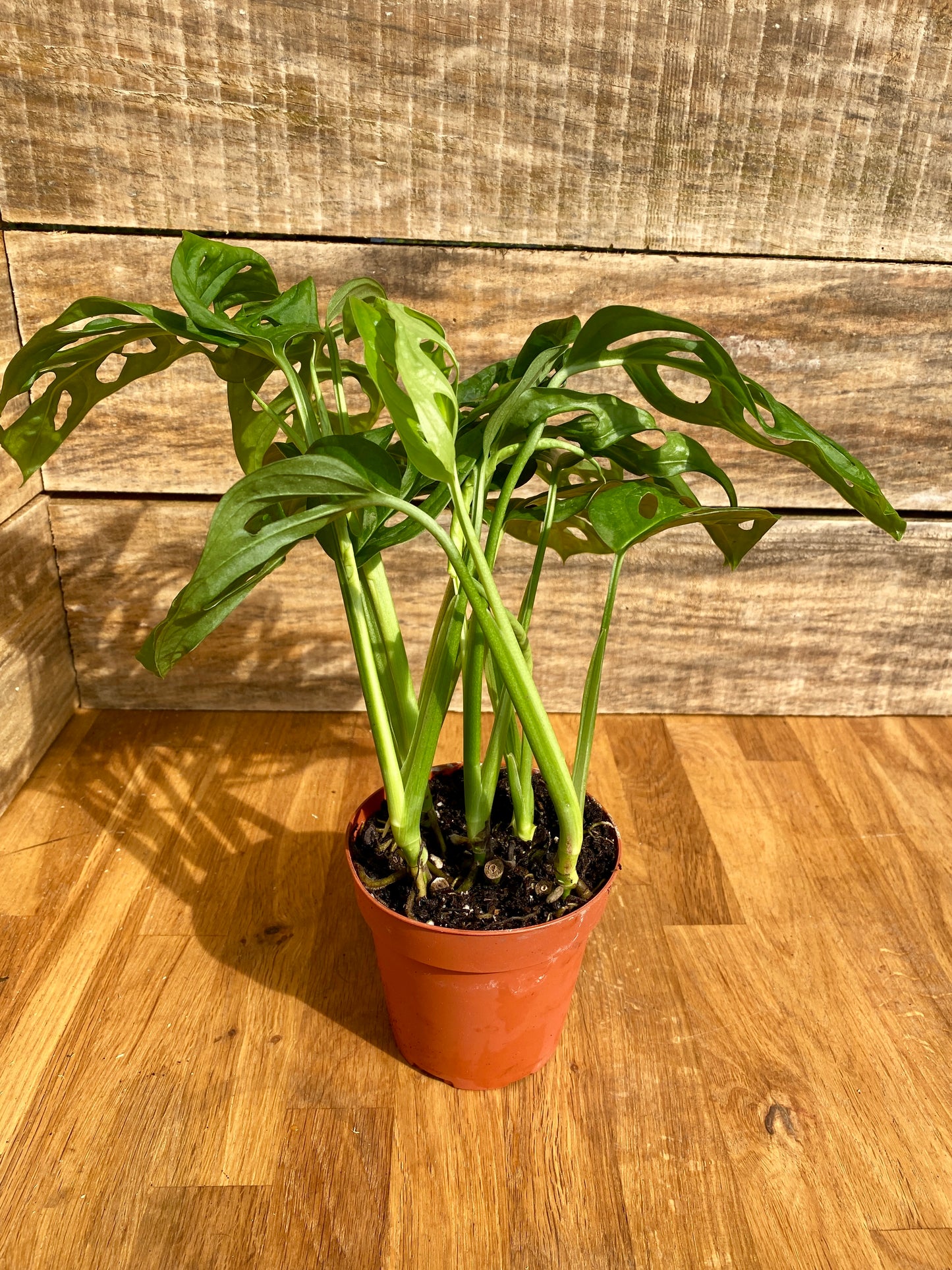 Monstera Adansonii or Swiss Cheese Wide Leaf 4" Pot Live Plant