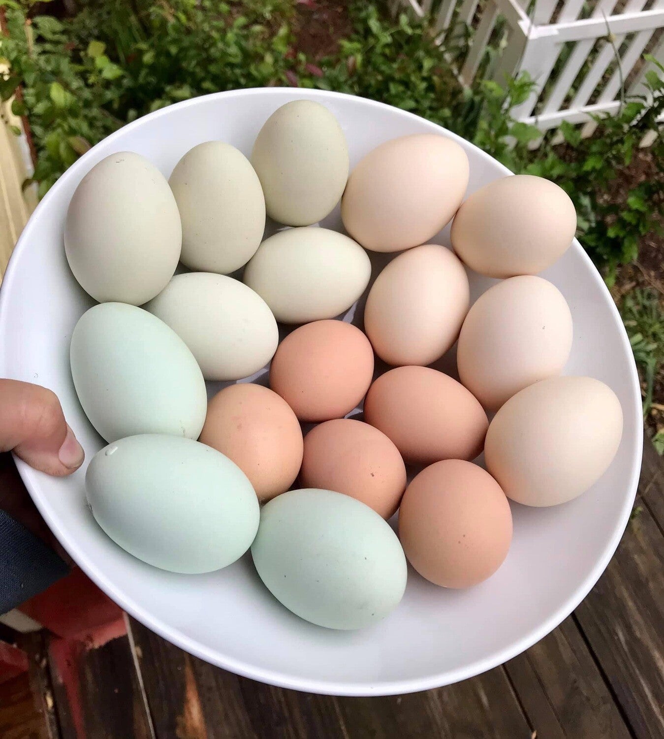 Farm Fresh Free Range Eggs