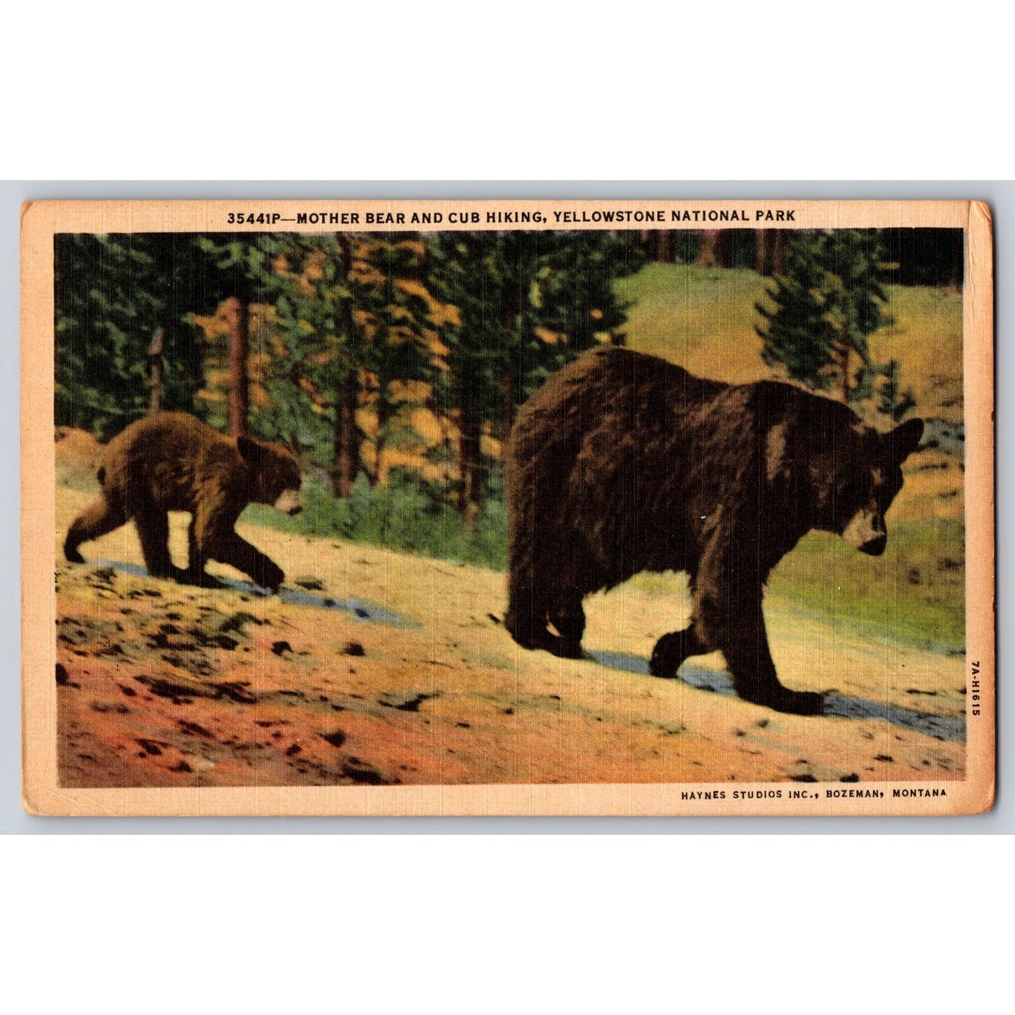 Bozeman MT Montana Yellowstone National Park Mother Bear & Cub Postcard Used